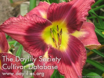 Daylily Tossin' and Turnin'